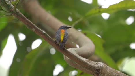 Pájaro-Carpintero-De-Vientre-Naranja-Posado-En-Una-Rama