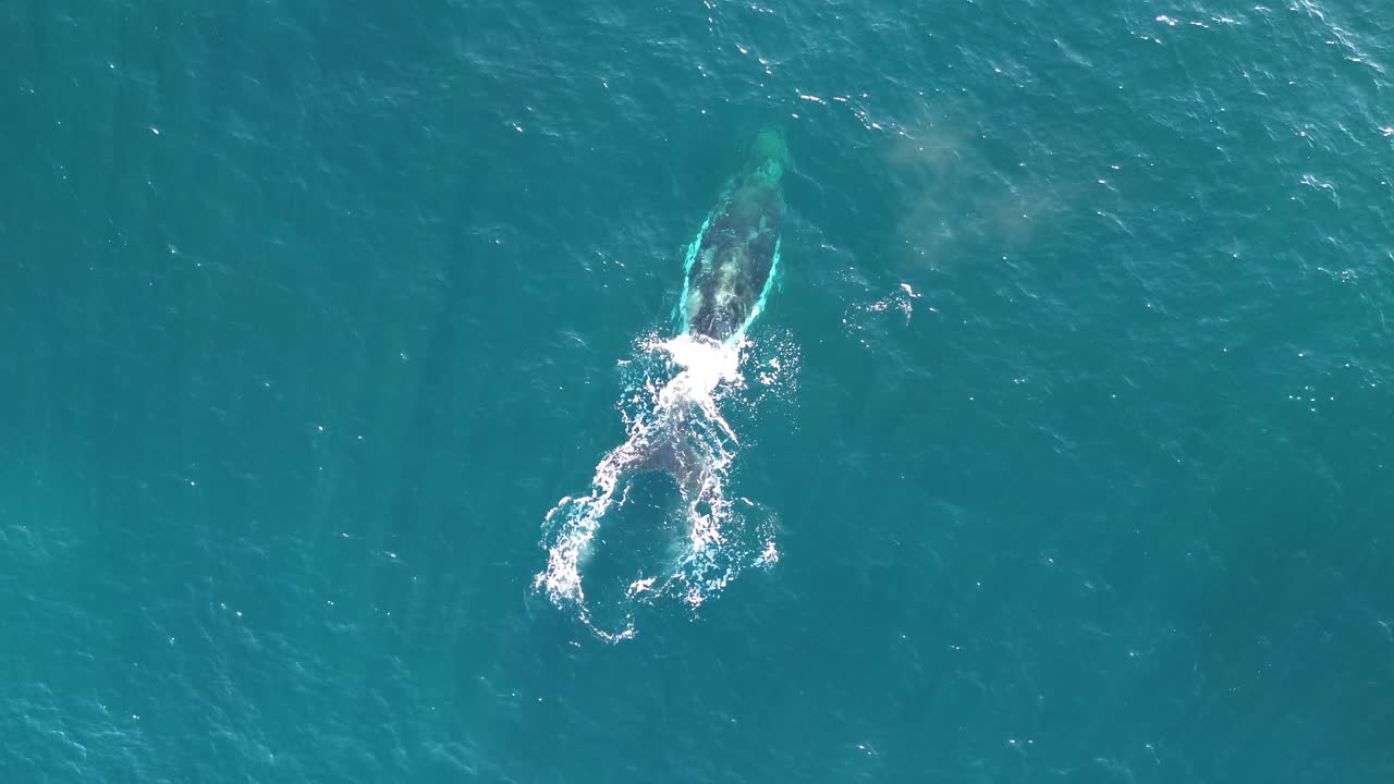 Drone aerial bird's-eye shot of humpback whale spraying water sea ocean life marine mammal Pacific Ocean Norah Head Central Coast NSW Australia 4K