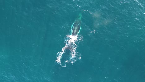 Dron-Aéreo-Vista-De-Pájaro-De-Ballena-Jorobada-Rociando-Agua-Mar-Océano-Vida-Mamífero-Marino-Océano-Pacífico-Cabeza-De-Norah-Costa-Central-Nsw-Australia-4k