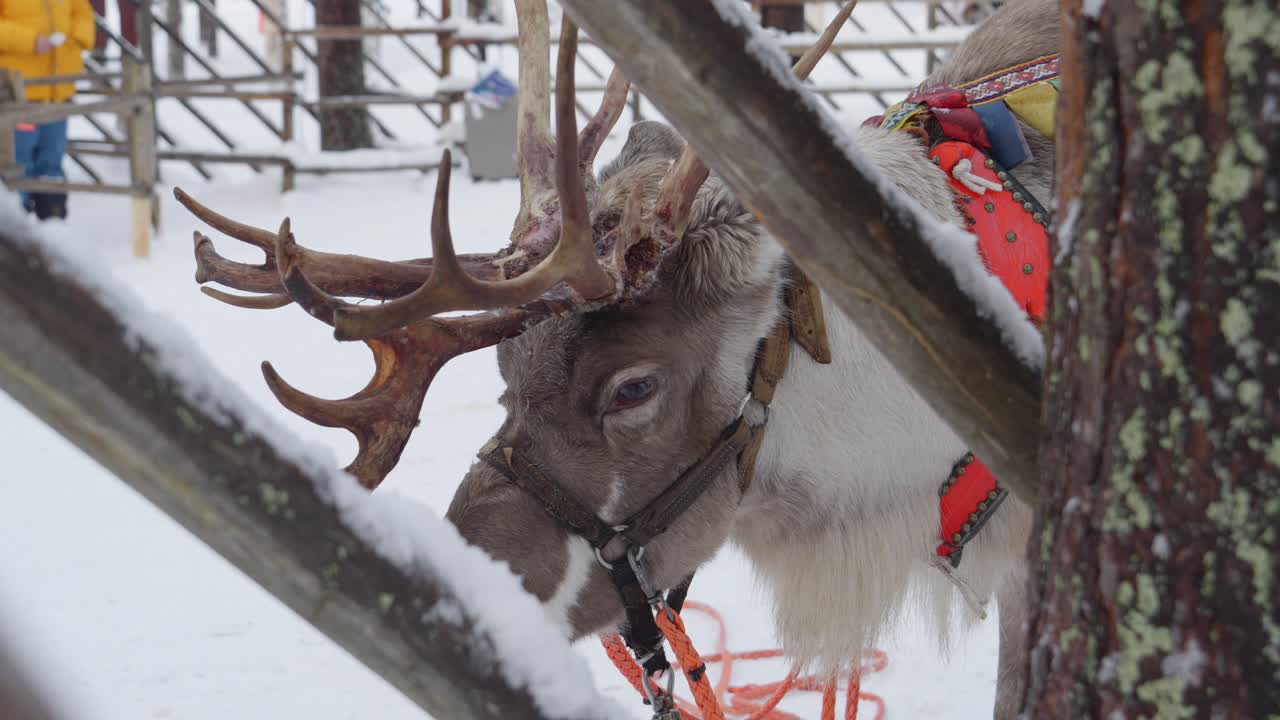 Reindeers At Santa Claus Village Amusement Park In Rovaniemi, Finland. Close-up Shot