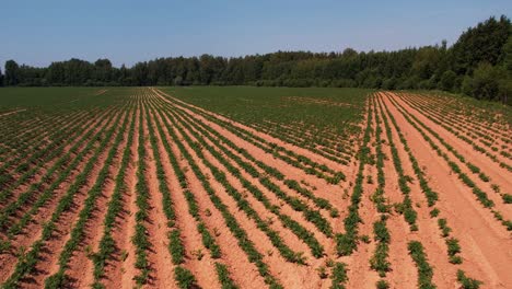 Kartoffelfeld-Trockenes-Land