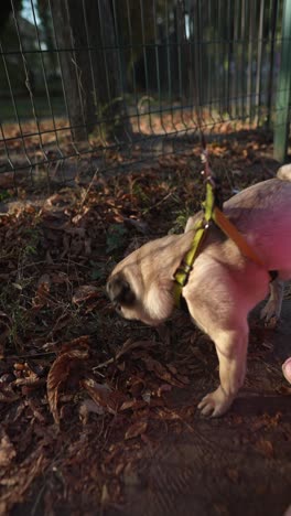 perro pug caminando en el parque con hojas