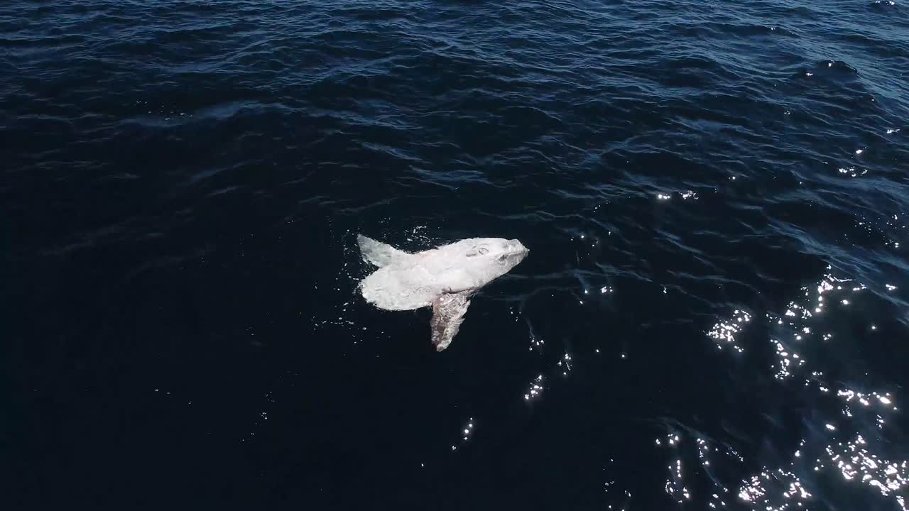 큰 개복치 태양 물고기