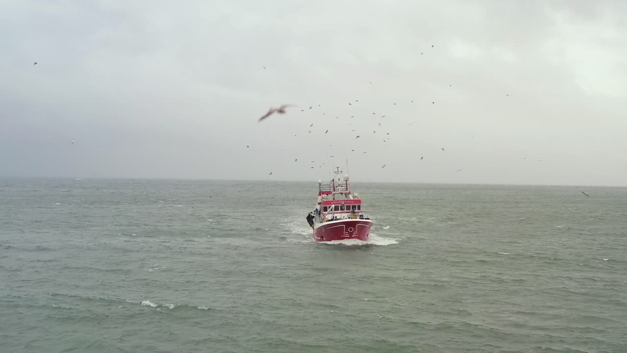 Front aerial view of fishing boat, drone pullsback as seagulls swarm above vessel