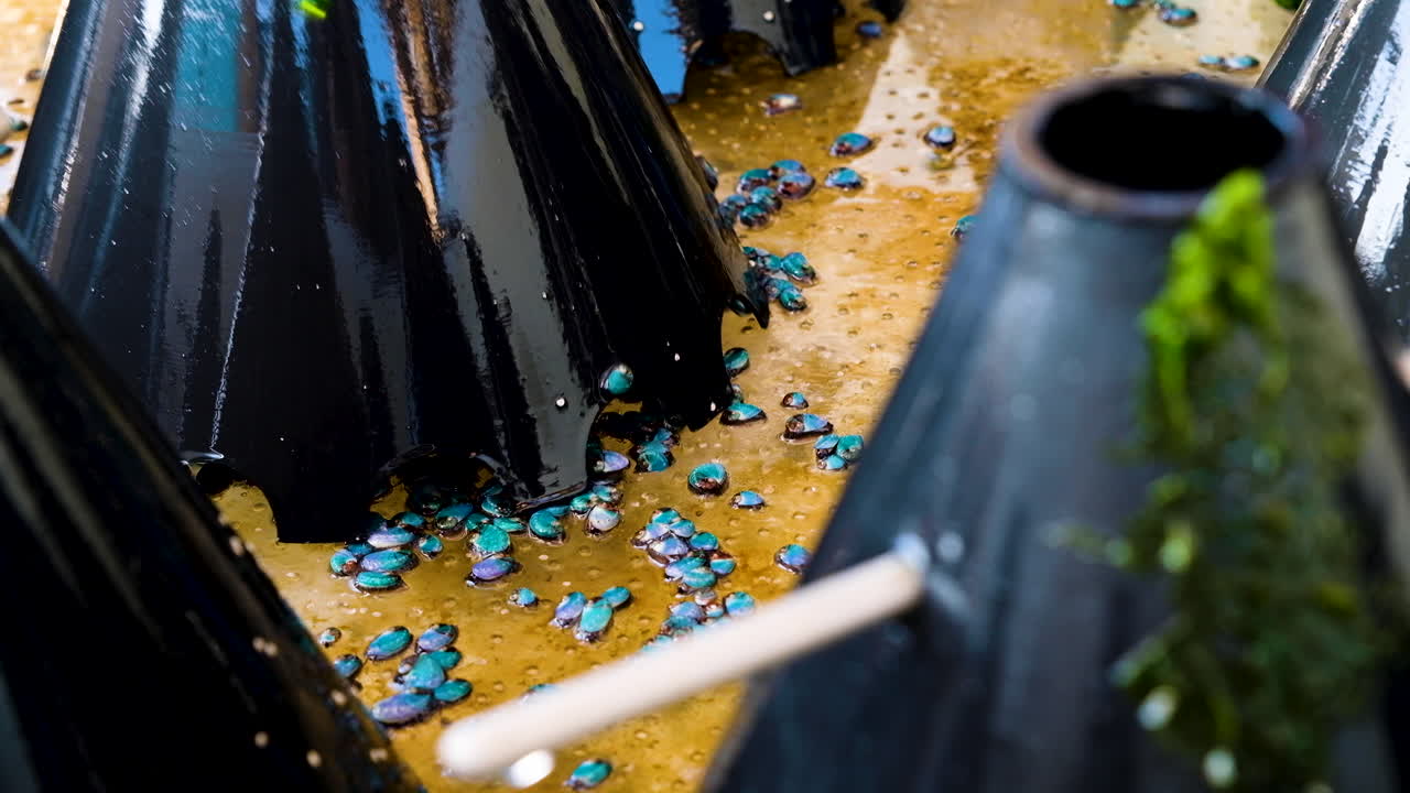 비닐하우스를 옮기는 동안 빈 수조를 기어다니는 아기 전복