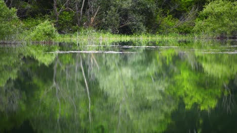 beautiful lake in summer forest.