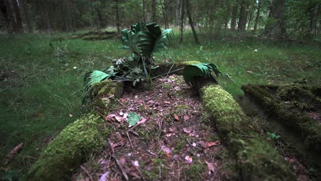 Unheimliches,-Verlassenes,-überwuchertes-Grab-In-Der-Wildnis,-Rack-Fokus