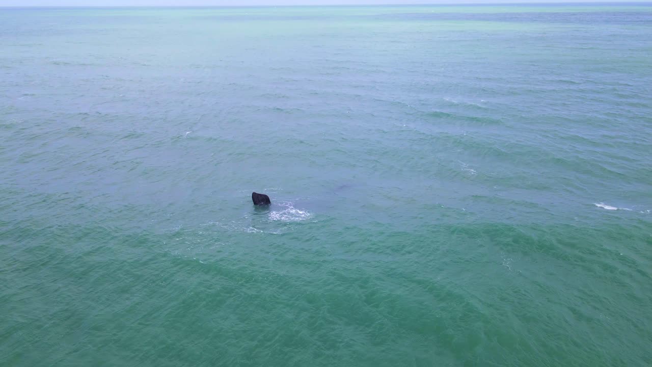 떠 다니는 참고래, 엄마와 아기. 공중 영상