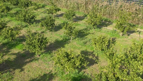 beautiful drone shot, agriculture, plants and trees.