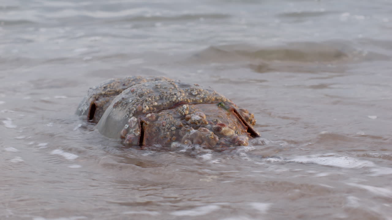 Two mating Atlantic horseshoe crabs make their way back into the surf