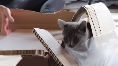 grey cat plays in ripped cardboard box inside, owner works in background