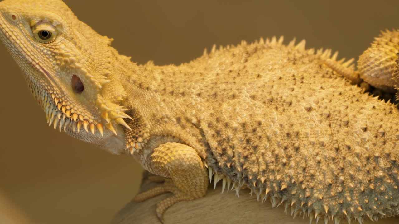 колючее тело центрального бородатого дракона, медленный крупный план, снижение тела, 60 кадров в секунду