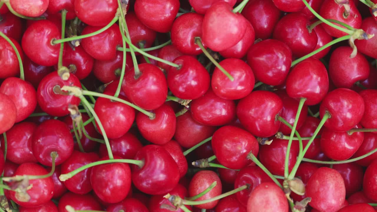 cerezas rojas frescas y jugosas. cerezas maduras recién recogidas. comida vegetariana saludable.