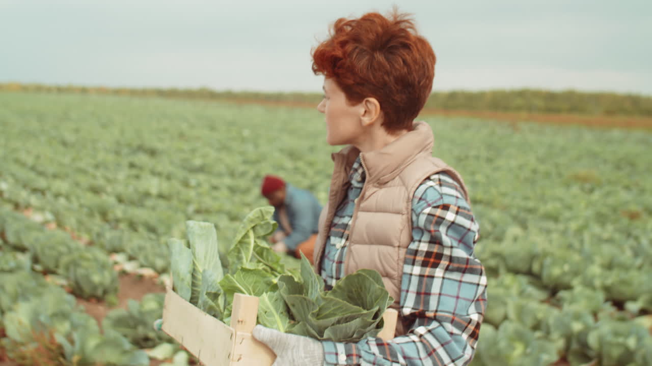 agricultora que lleva una caja con repollo fresco