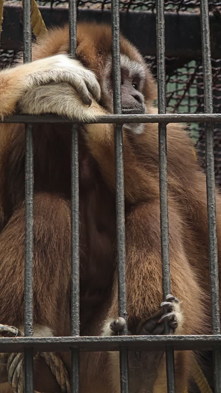 A captive white-handed gibbon sits with a sad expression behind bars at the Seoul Zoo in South Korea, highlighting the somber reality of zoo life for some animals.