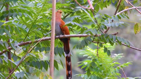 close view of squirrel cuckoo bird in leafy green tree in colombia