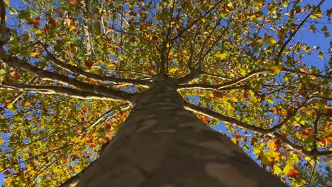 looking up at tree crown with green leaves and branches seen from trunk bark