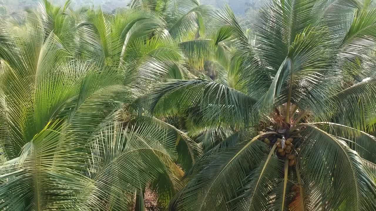 hermosa vista aérea de la granja agrícola de coco y palma en india