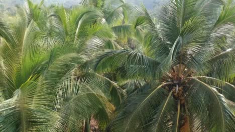 Hermosa-Vista-Aérea-De-La-Granja-Agrícola-De-Coco-Y-Palma-En-India