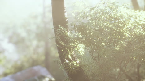 rays of light coming through leaves in a tropical jungle