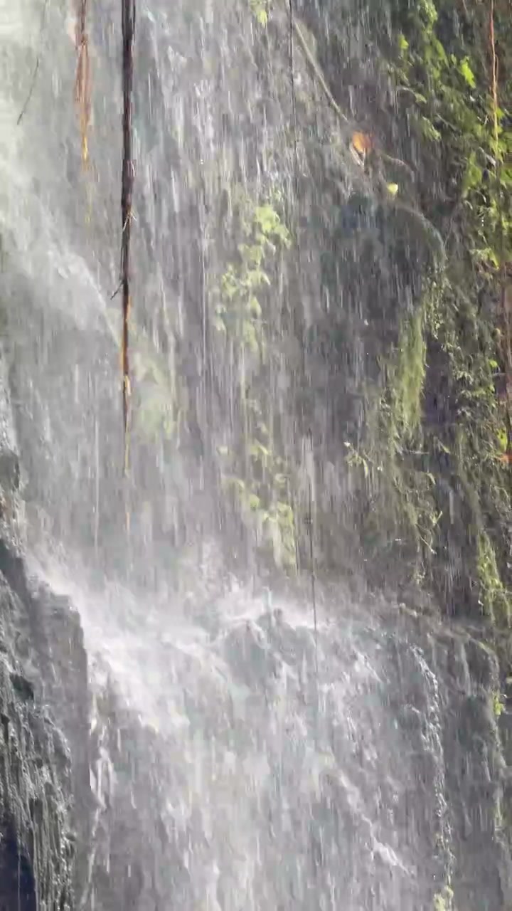 Agua cayendo en cascada por una pared de roca musgosa en un bosque tropical