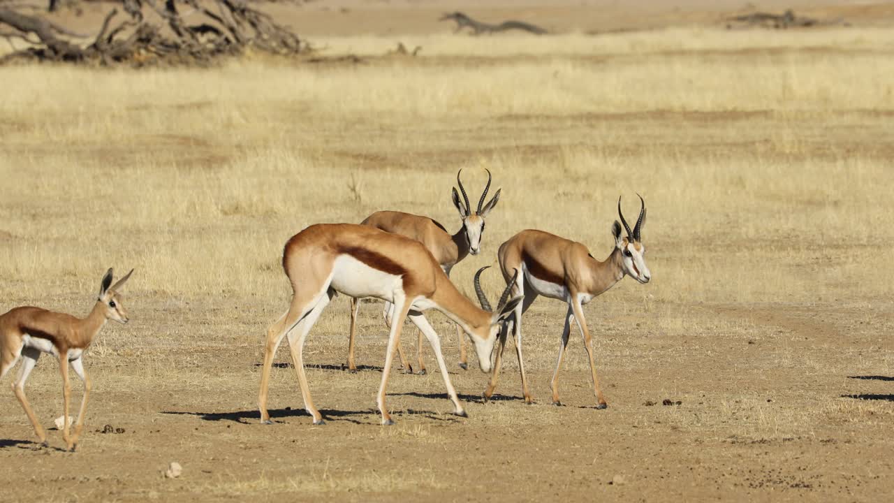 un rebaño de antílopes springbok caminando en línea, el desierto de kalahari, sudáfrica