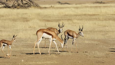 Herd-of-springbok-antelopes-walking-in-line,-Kalahari-desert,-South-Africa