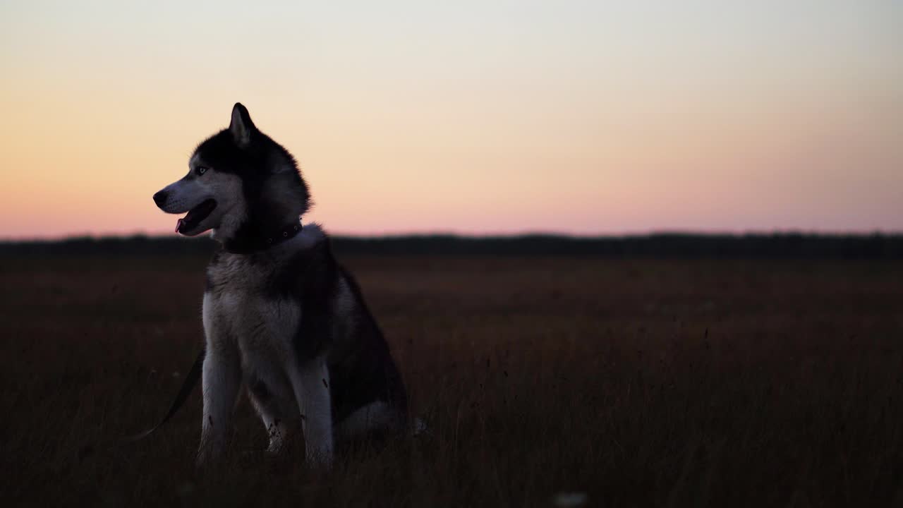 el husky siberiano con ojos azules y cabello blanco gris se sienta en la hierba y mira en la distancia al atardecer