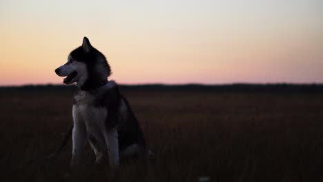 siberian husky with blue eyes and gray white hair sits on the grass and looks into the distance at sunset