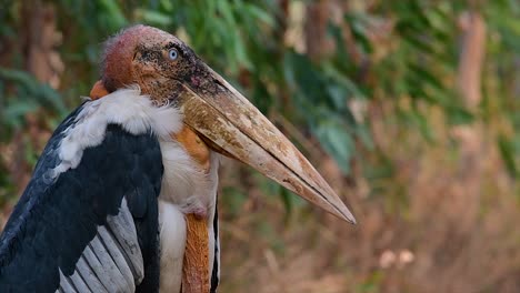 Ein-Großer-Vogel-Aus-Der-Familie-Der-Storche,-Der-In-Südasien-Weit-Verbreitet-Ist-Und-Jetzt-Aufgrund-Des-Verlusts-Seines-Lebensraums-Gefährdet-Ist