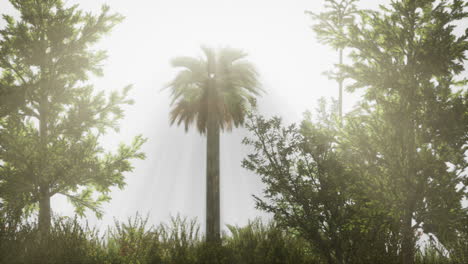 tropical-palms-and-grass-at-sunny-day