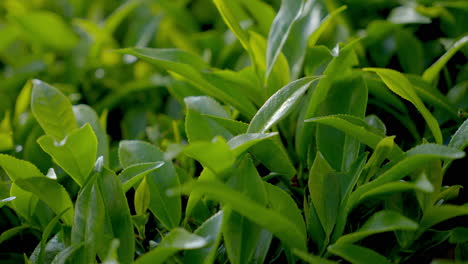 hermosas plantas de té