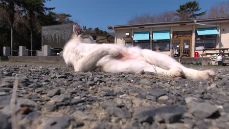 low angle view of street cat licking wounds outside