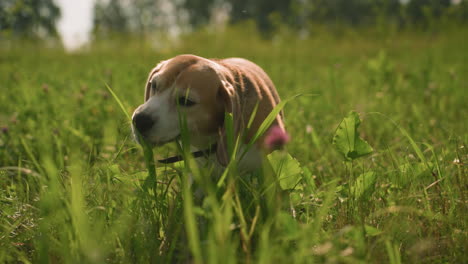 close up of dog sniffing and trying to eat grass in grassy field under sunlight, greenery surrounds the dog as it explores and interacts with nature in bright outdoor environment