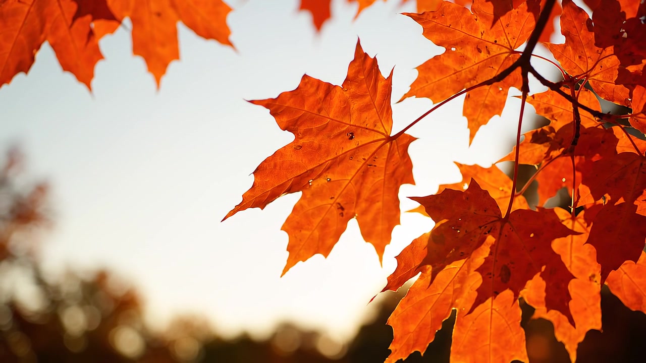 Daun maple musim gugur oranye cerah yang diterangi sinar matahari terang