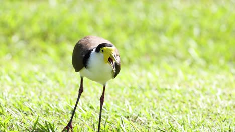 bird calling while standing in green grass