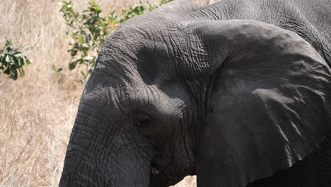 Tiro-Muy-Cercano-De-Una-Cabeza-De-Elefante-Africano-En-Cámara-Lenta