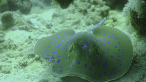 bluespotted stingray in the red sea beside the coral reef