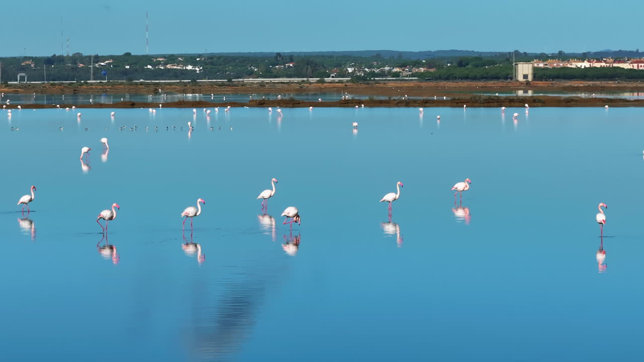 Telephoto drone shot around flamingos walking in shallow waters of sunny Spain - Phoenicopterus roseus