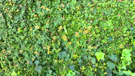 lush green wall covered in climbing plants