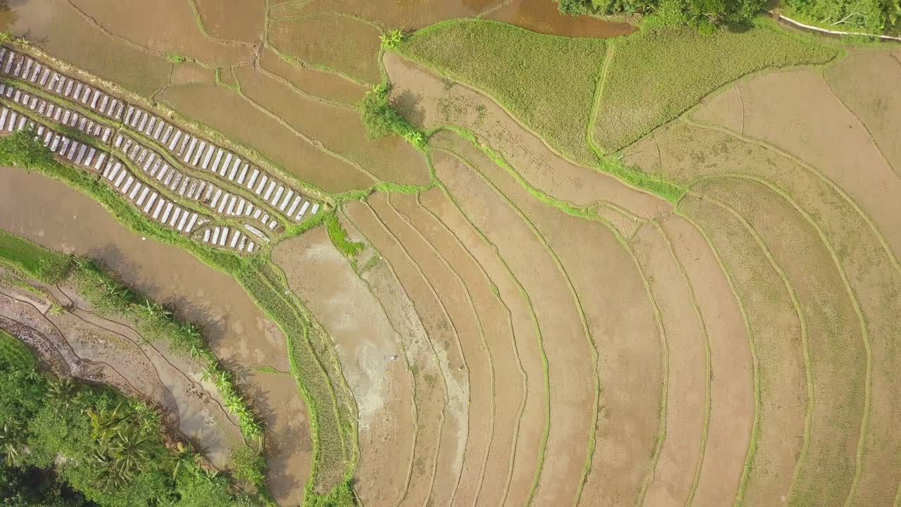 campo de arroz tonoboyo, magelang, java central, indonesia