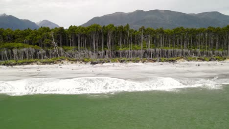 Maori-Beach,-where-Rimu-rainforest-meets-the-sea