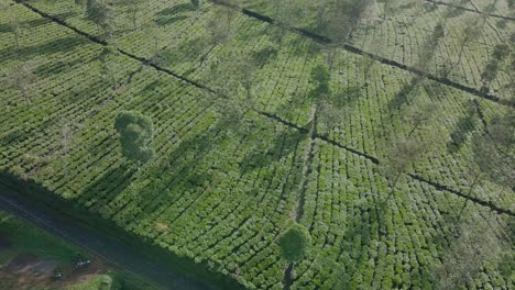 aerial view of tea plantation with some farmer working on it