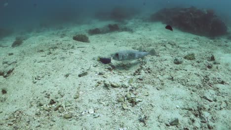 black blotched porcupinefish digs hunts food in sand near coral reef