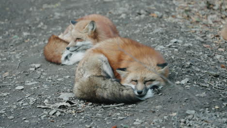 Rote-Füchse,-Die-Am-Boden-Mit-Trockenen-Blättern-Schlafen---Zao-fuchsdorf-In-Miyagi,-Japan