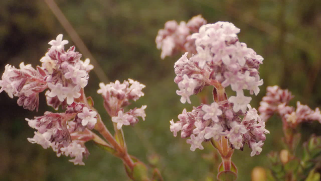 bosque y vegetación, flores de cerca
