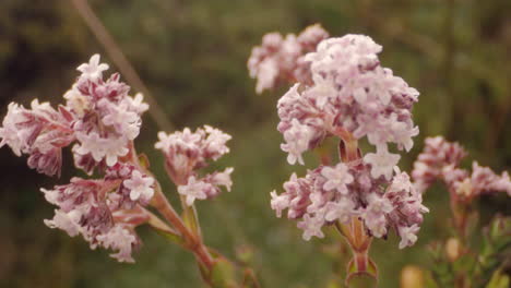 森林和植物,花朵 靠近