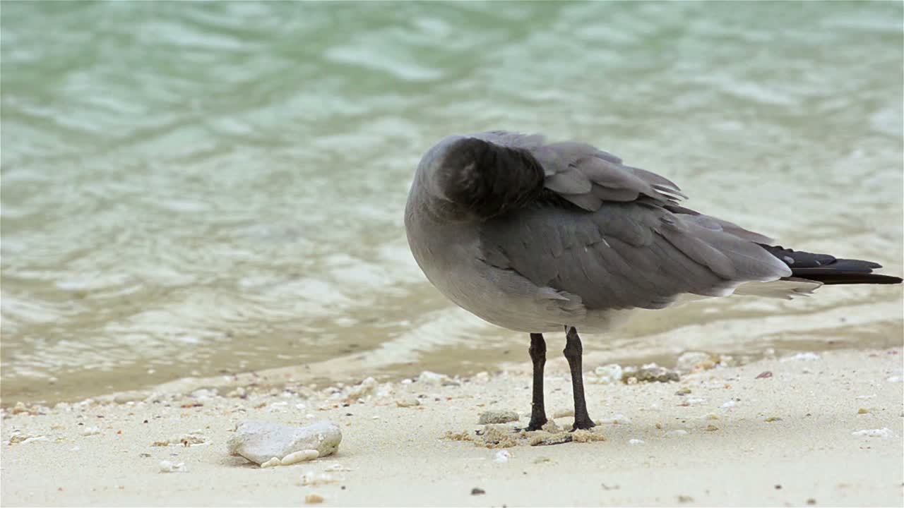 갈라파고스 국립 공원과 해양 보호구 에콰도르의 제노베사 섬에 있는 고유종 희귀 용암 갈매기