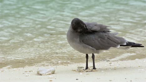 una gaviota de lava rara endémica en la isla genovesa en el parque nacional galápagos y reserva marina ecuador