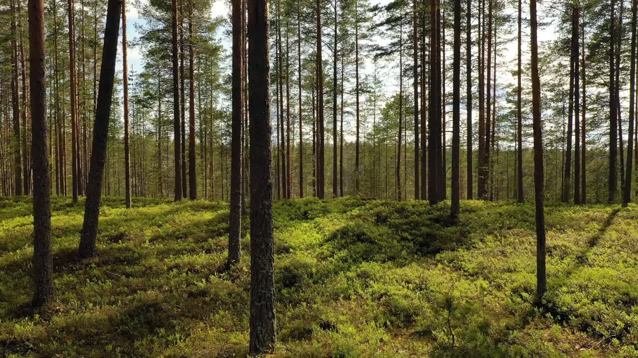 Veduta aerea della foresta in Finlandia. La splendida natura della Finlandia